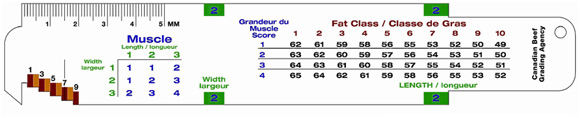 Canadian Beef Grading Chart