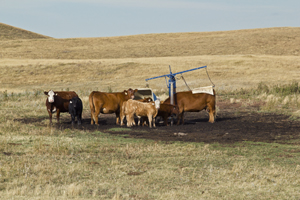 beef cattle with mineral feeder