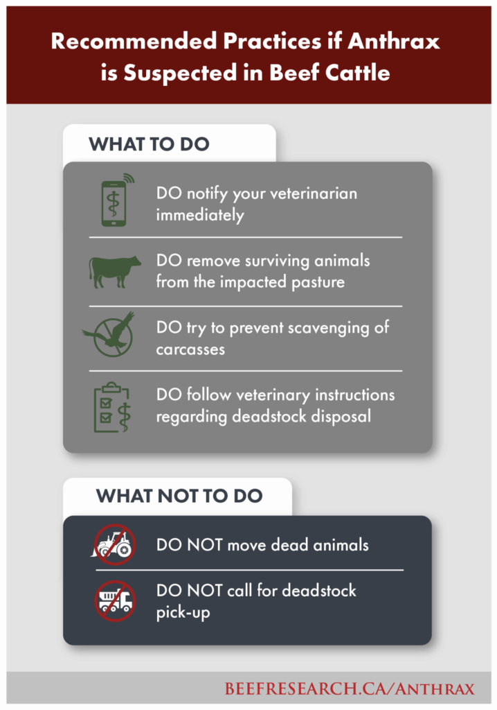 recommended practices if anthrax is suspected in beef cattle