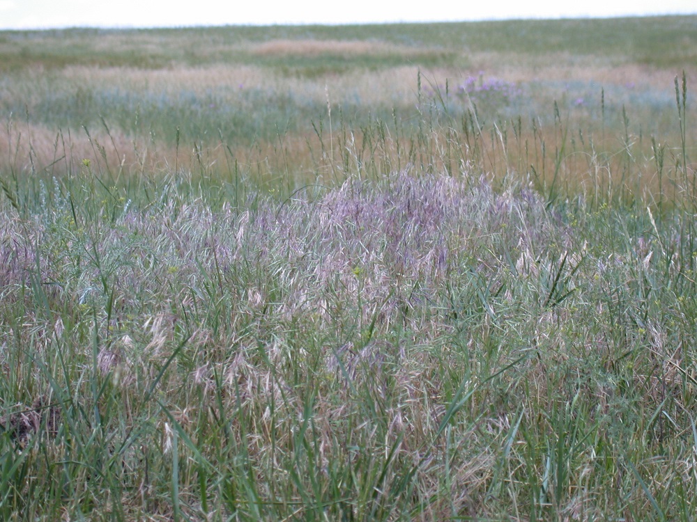 downy brome