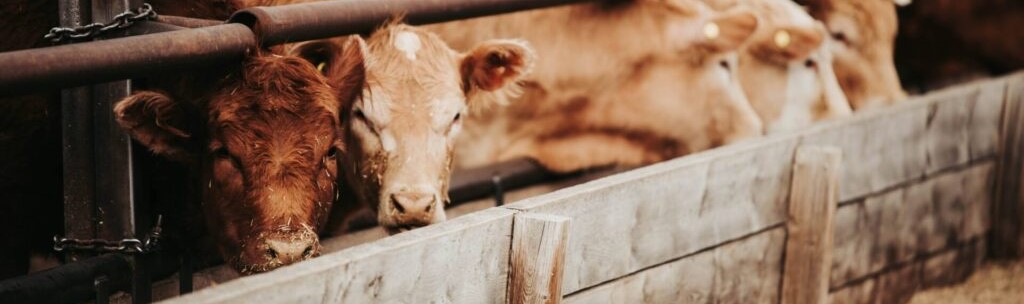 mixed cattle eating from feed bin