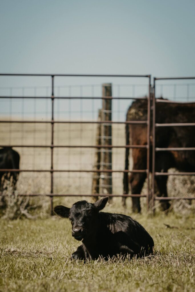 young calf in lot 
