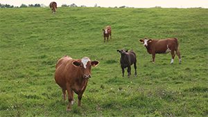 beef cattle in green pasture
