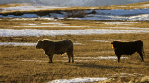 two beef herd bulls in pasture