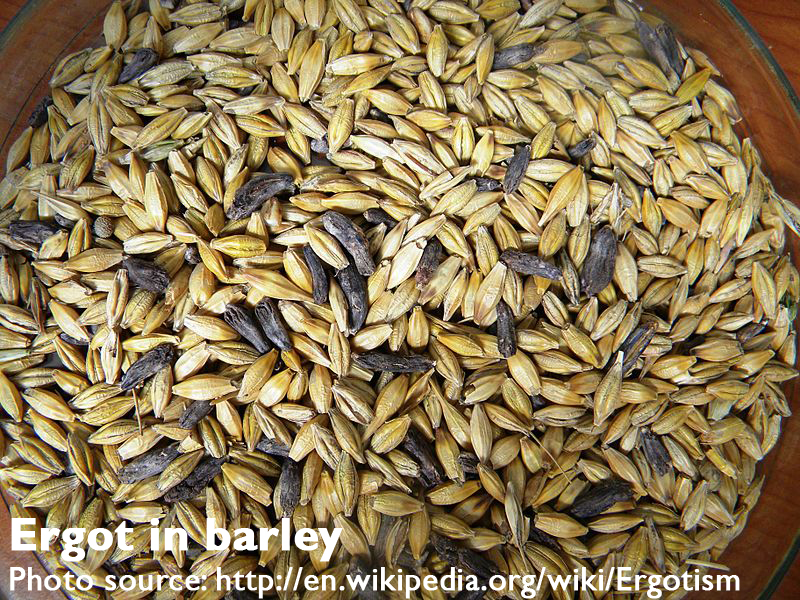 ergot in barley