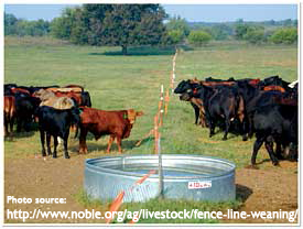 Fence-line weaning