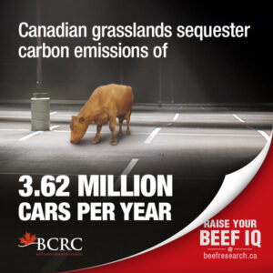 Canadian grasslands sequester carbon emissions of 3.62 million cars per year