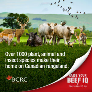 over 1000 plant, animal and insect species make their home in Canadian rangeland