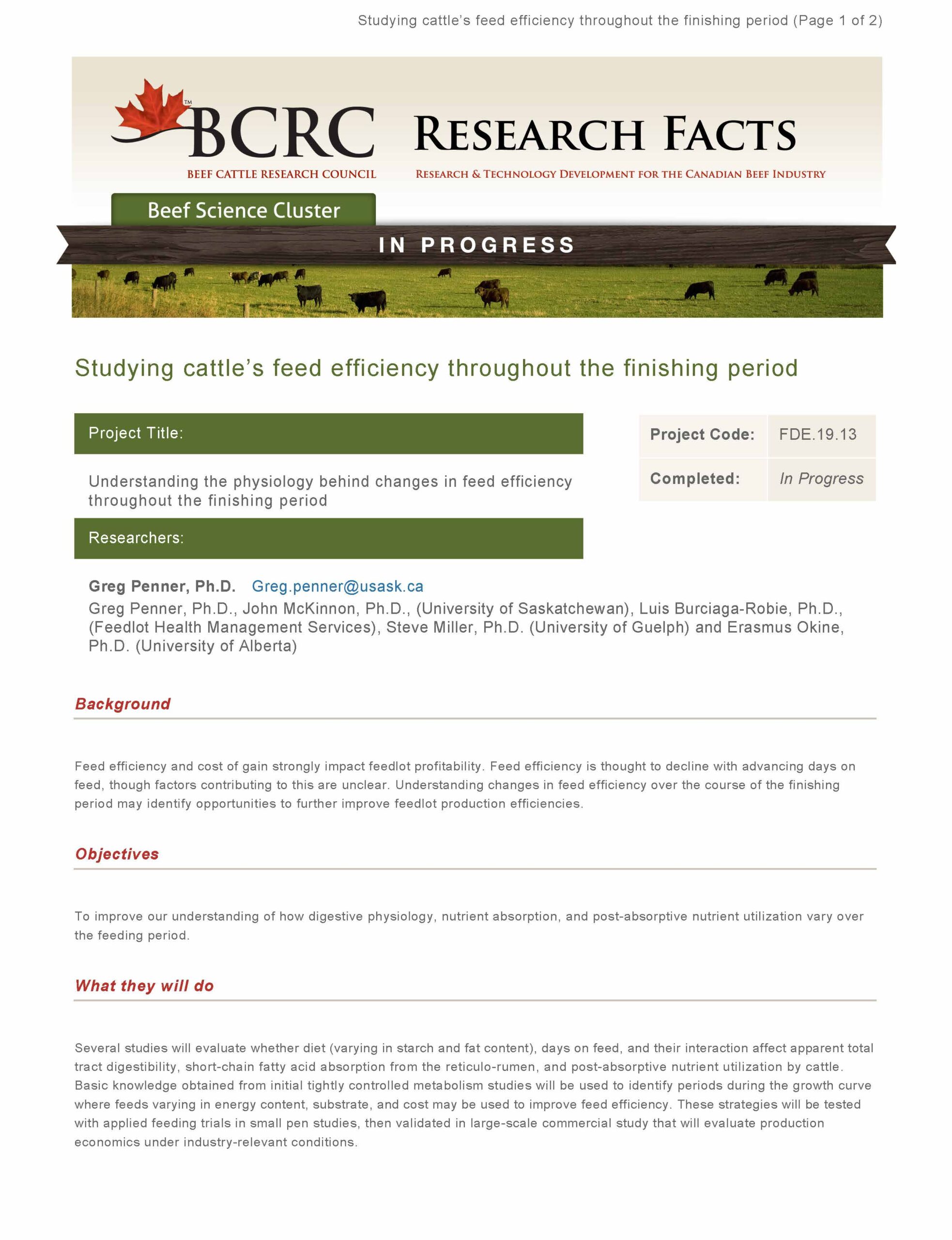 Studying Cattle's Feed Efficiency Throughout the Finishing Period