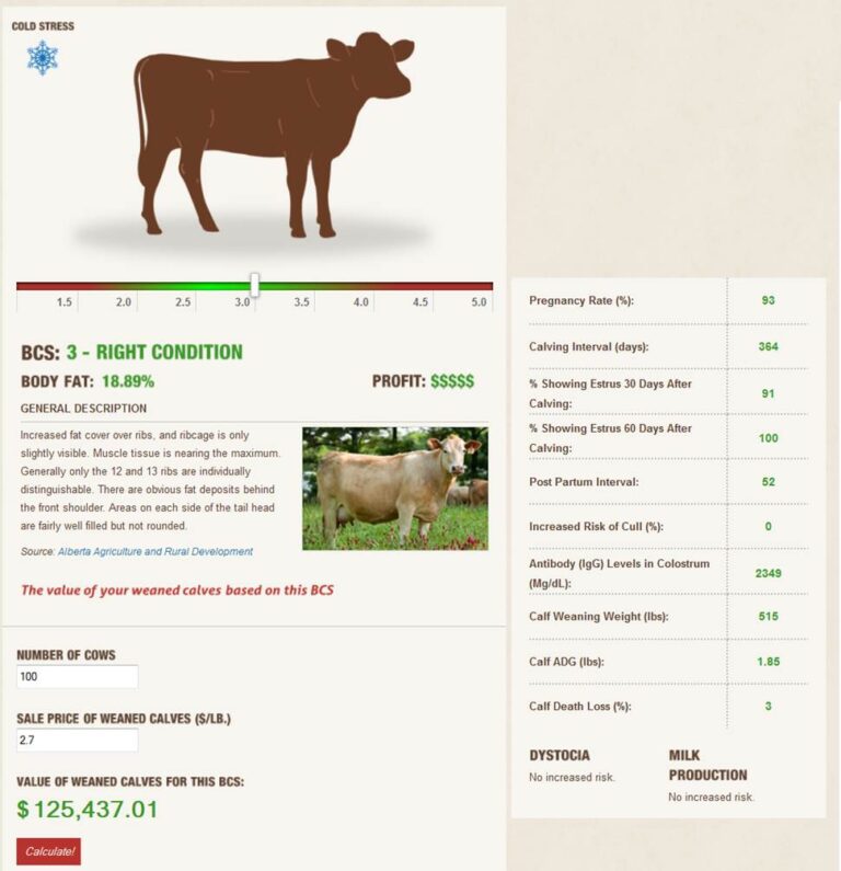BodyConditionScoring.ca Launches with new Tools to Help CowCalf Producers Boost Production and