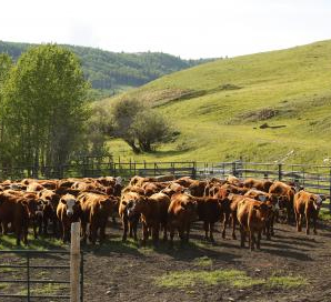 yearlings in corral