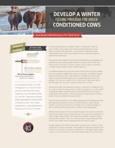 winter_feeding_underconditioned_beef_cattle_fact_sheet