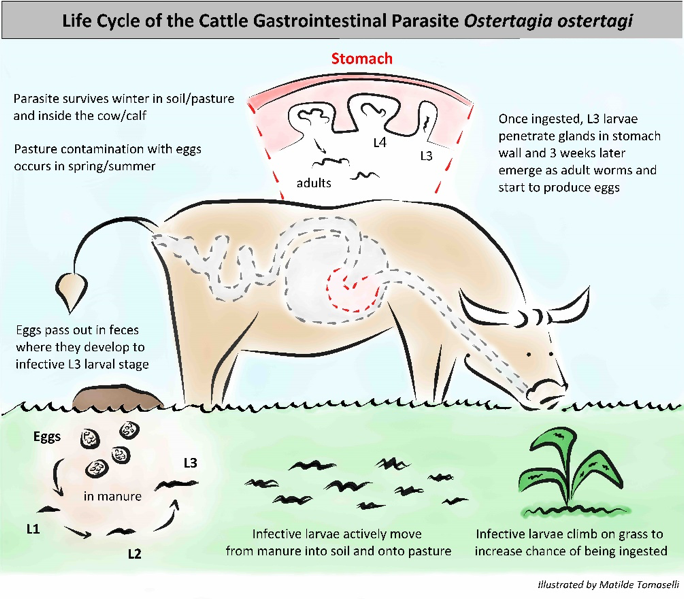 Life cycle of cattle gastrointestinal parasite Osterragia ostertagi