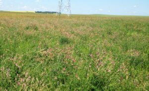 This mixed-species pasture on Graeme Finn’s farm dominated with pink flowered sainfoin about to go to seed will be used for fall grazing with a side-benefit that some of those seeds will be redistributed over this and other pastures in manure. Photo provided by Graeme Finn