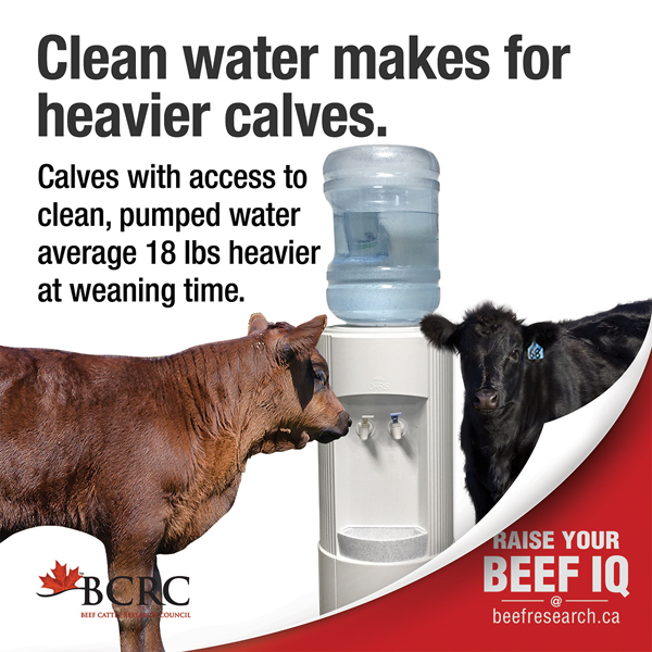 beef_cattle_fact8_clean_water_2017_600x600web