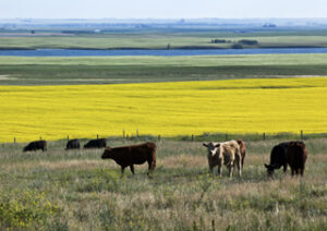 cattle beef water use