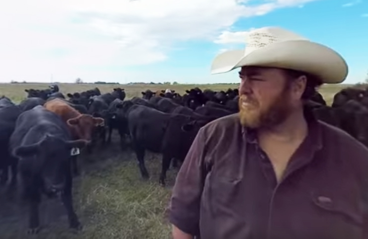 Beef producer with cattle experiencing reproductive failure