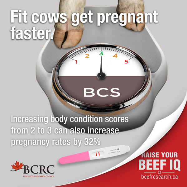 fit cows get pregnant faster. increasing body condition scores from 2 to 3 can also increase pregnancy rates by 32%