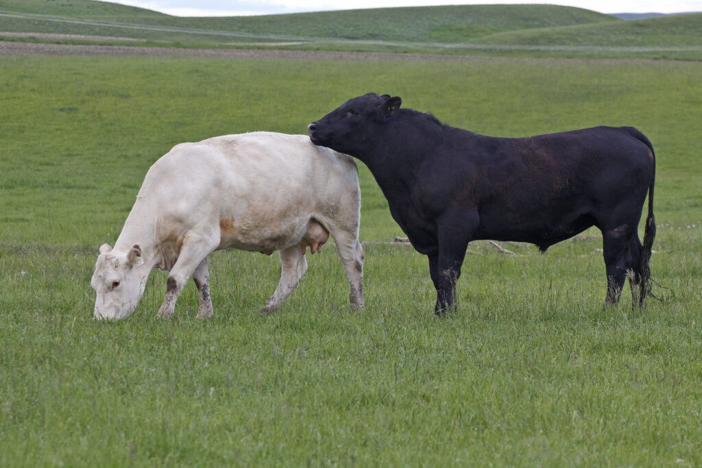 black beef bull and white cow during breeding season
