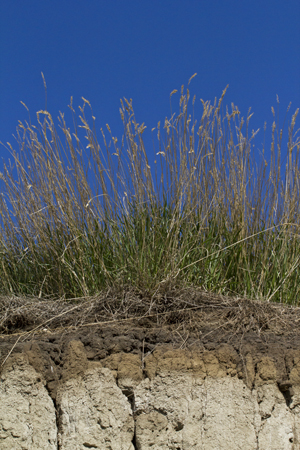 soil layers in pasture