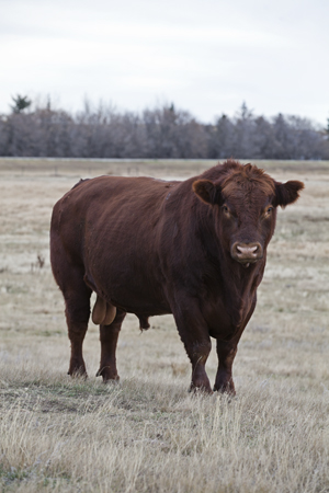 red bull on fall pasture