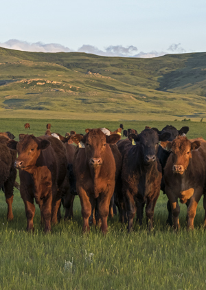 Beef cattle on pasture