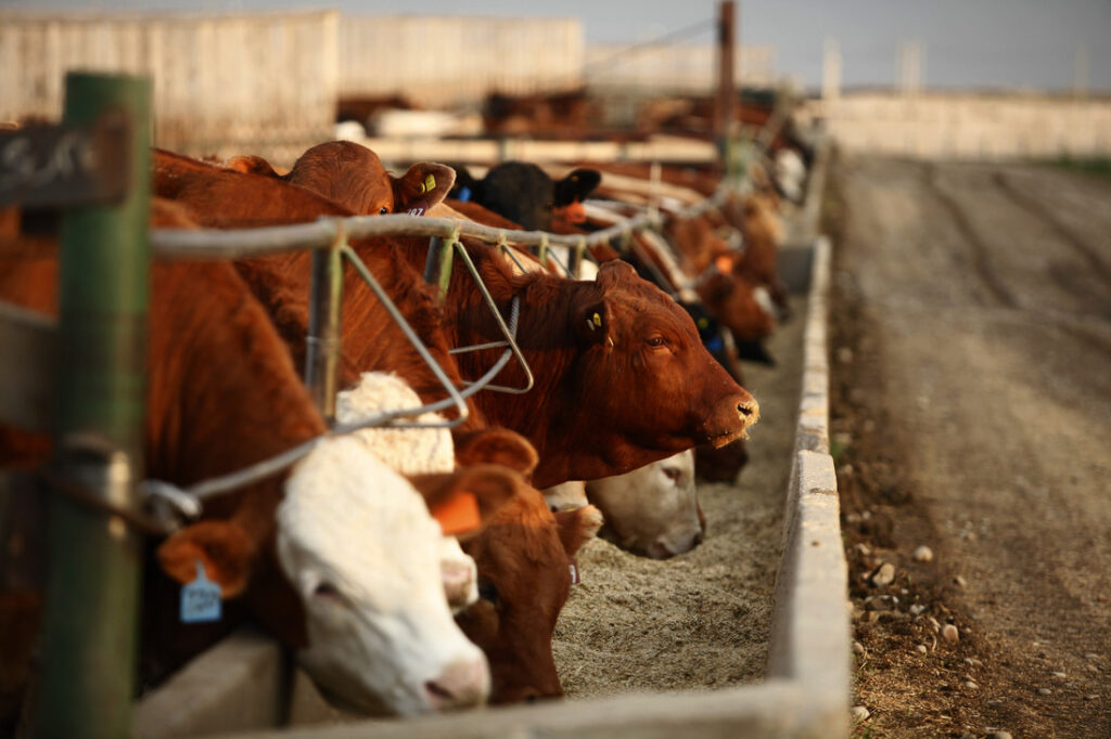 Growth promotants in feedlot