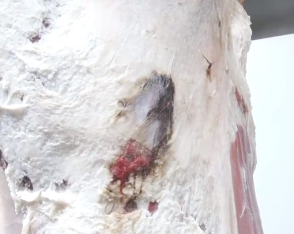 beef animal injection site lesion 