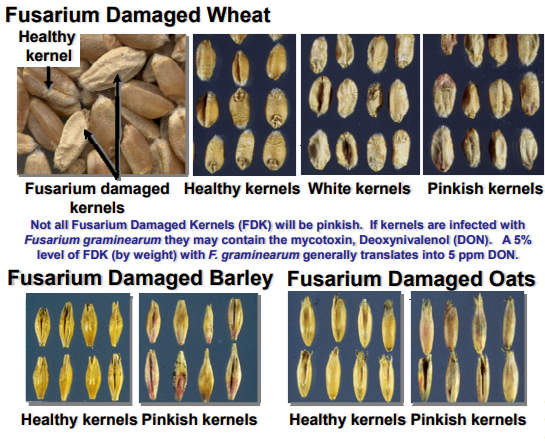 Fusarium damaged grains