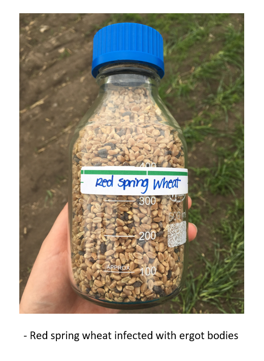 Ergot infected red spring wheat