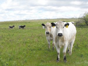speckle park beef bulls on pasture