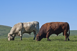 two beef bulls on green pasture