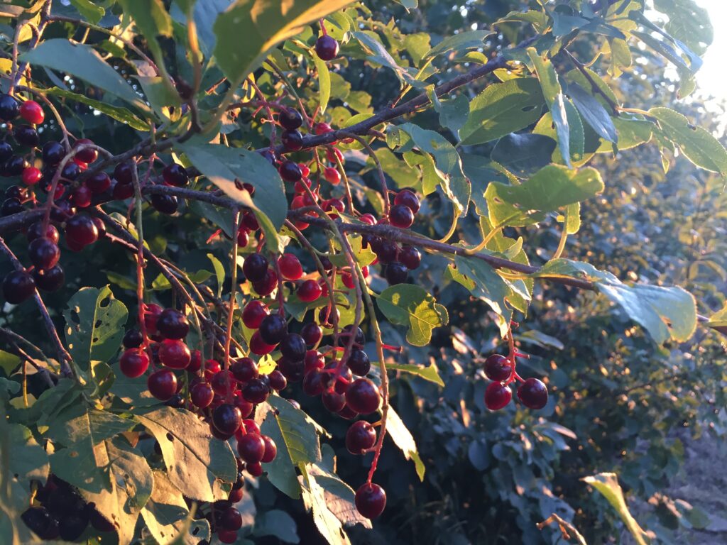 chokecherry