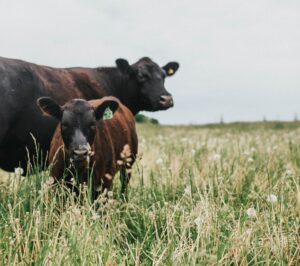 cow-calf pair in pasture
