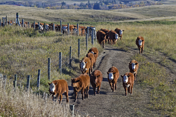 beef cattle herd of open cows