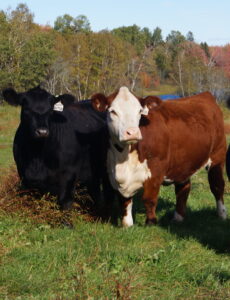 mixed beef heifers on grass