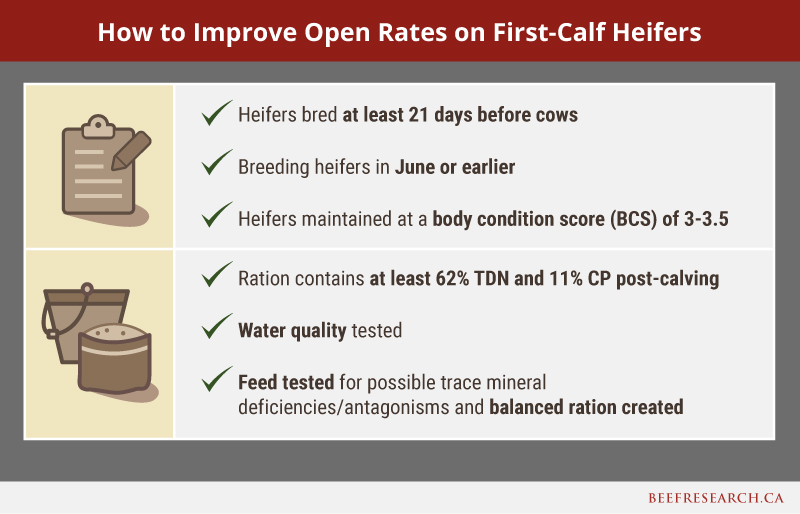 how to improve open rates on first-calf heifers