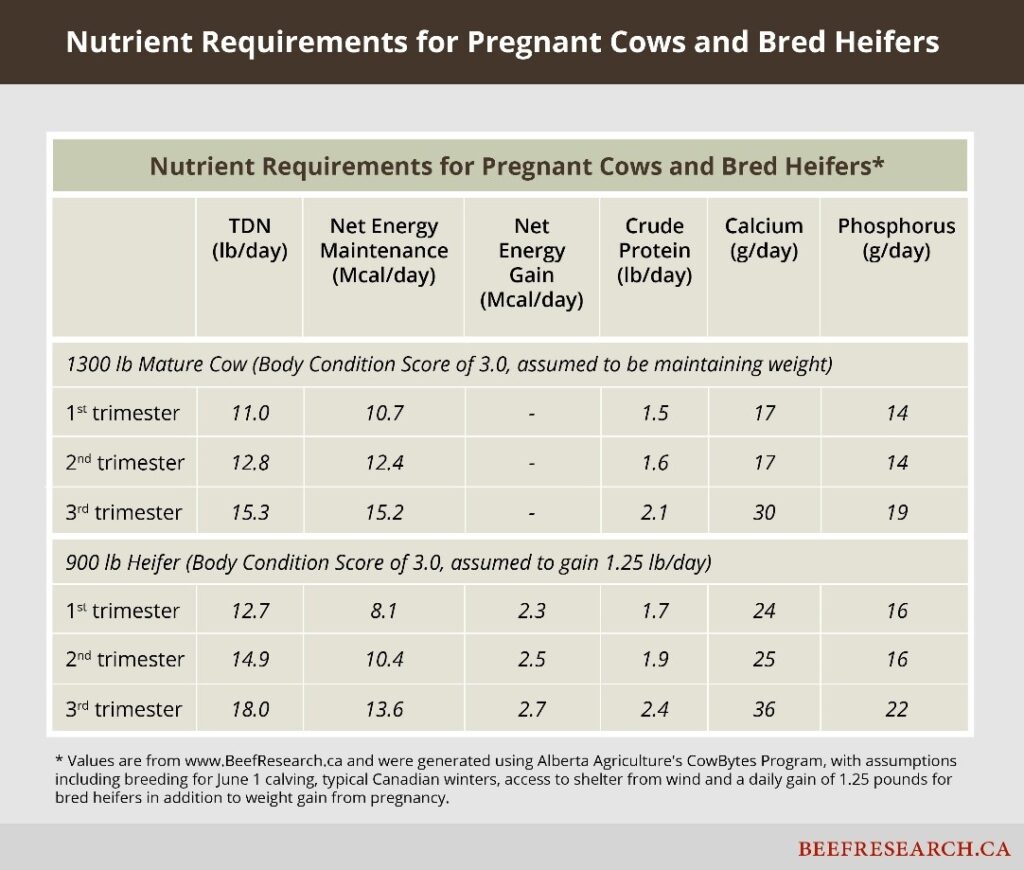 Nutrient requirements for pregnant cows and bred heifers