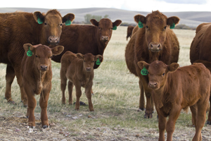 red beef cow calf pairs on spring grass