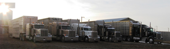 beef cattle transport trucks take rest stop