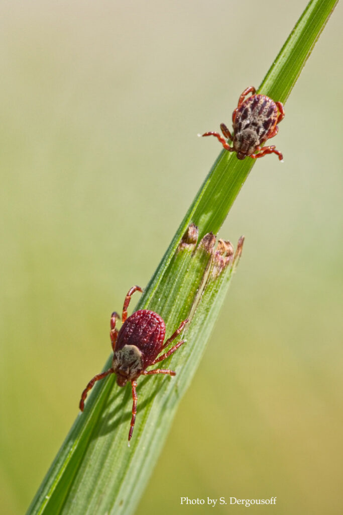 External parasites include ticks, lice and flies.