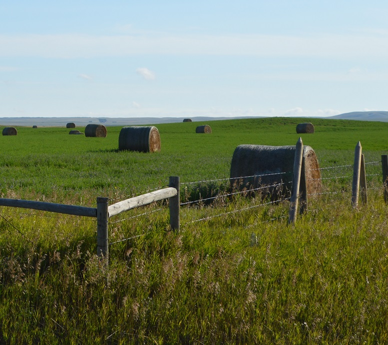 stored forages - round bales