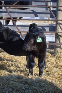black newborn calf and beef cow