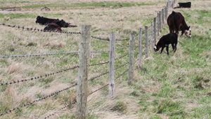 beef cattle separated by barbed wire fencing