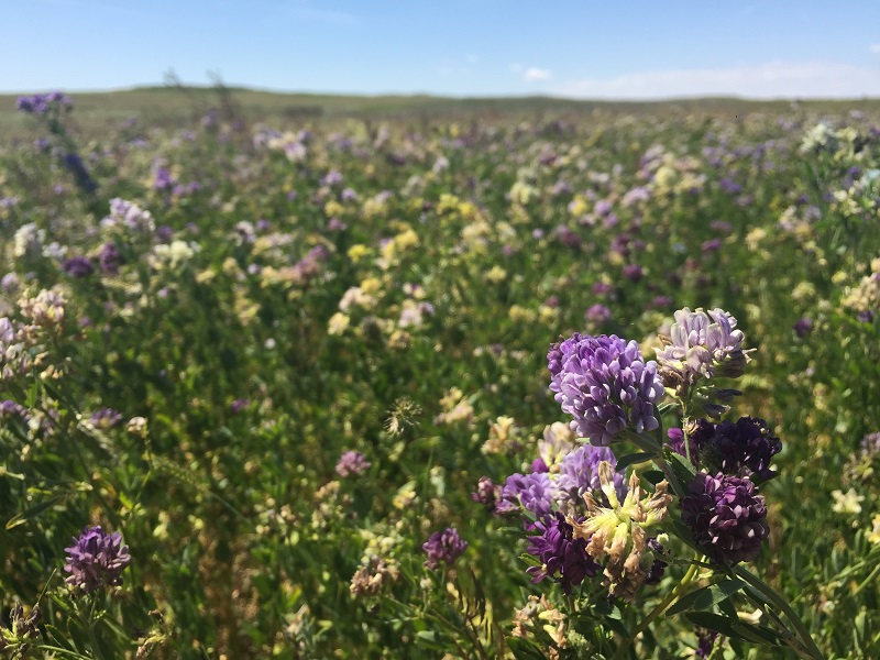 purple-flowered alfalfa field bred for Canada's climate
