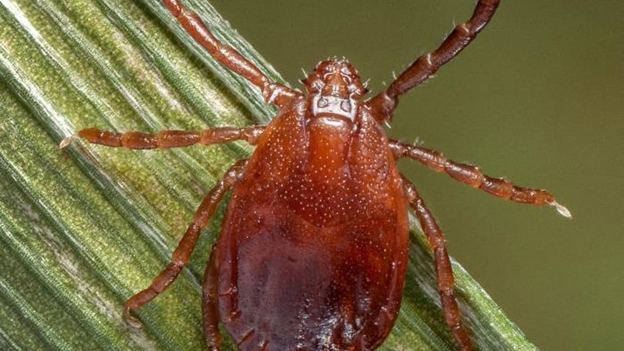 Adult female Asian longhorned tick on a plant stem
