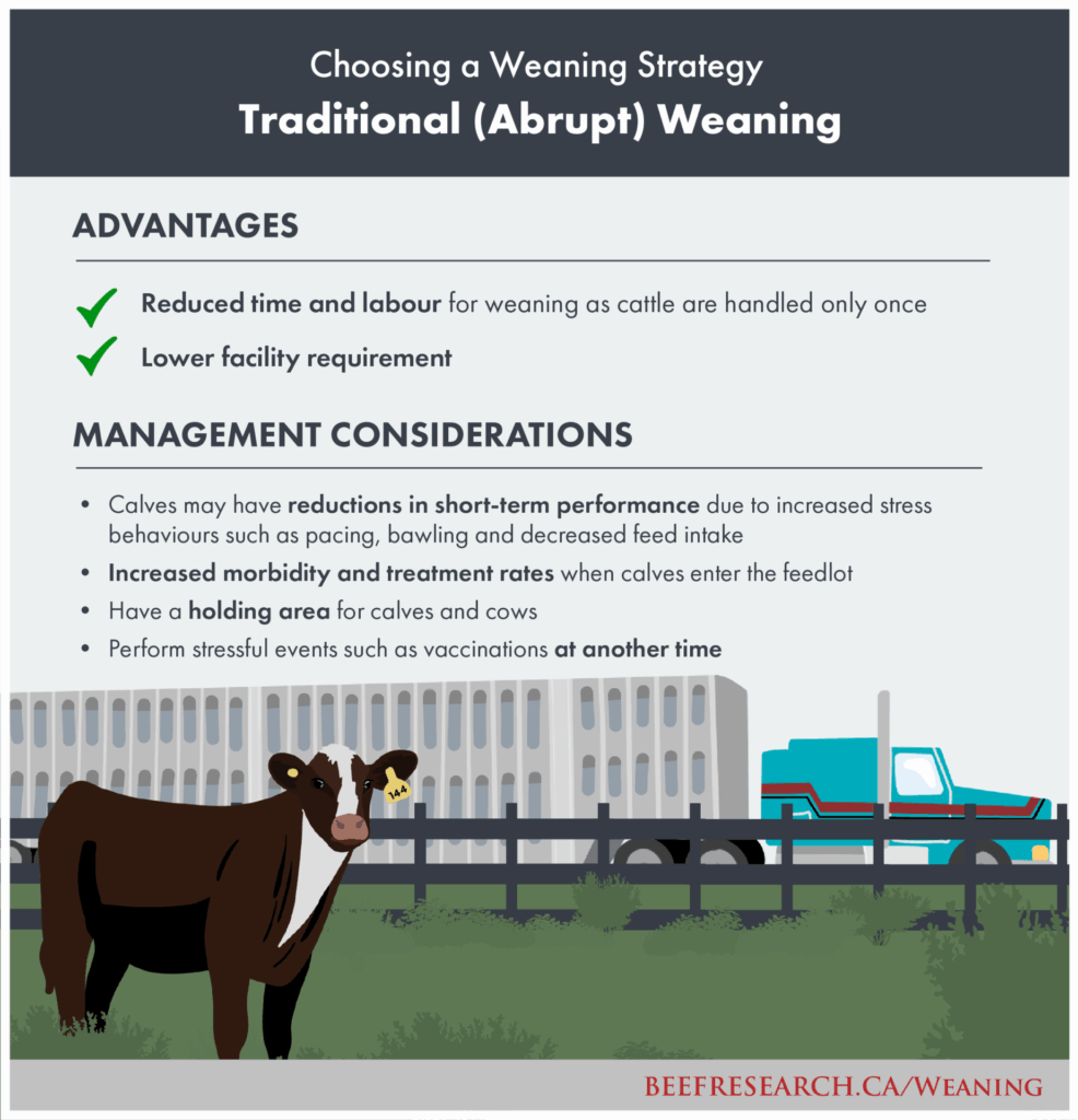 traditional weaning of beef calves