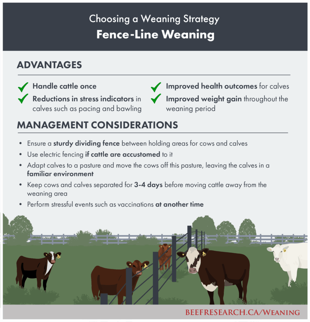 Fence line weaning of beef calves