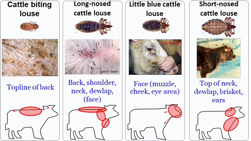 Biting louse on cattle