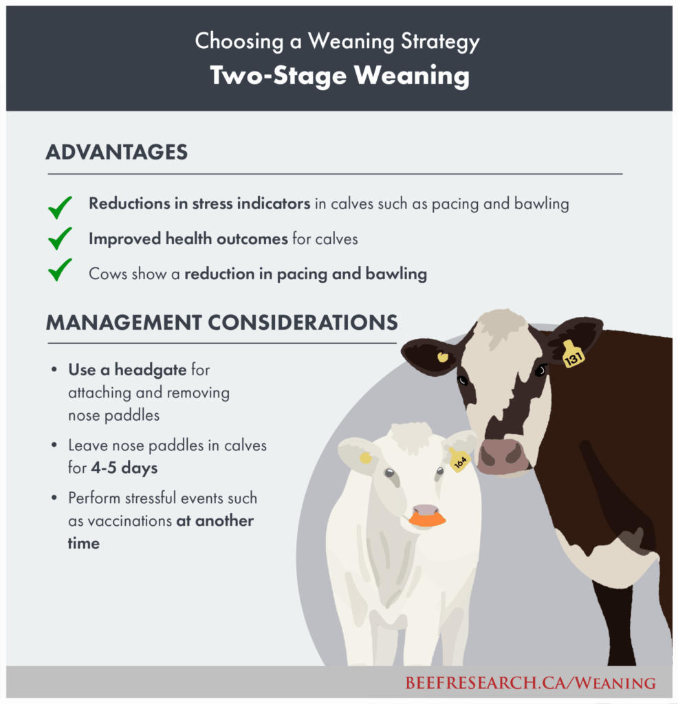 two-stage weaning of beef calves